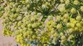 Asafetida ، giant fennel، Devil's Dun،Food Of The Gods  , آنغوزه هراتی، انگژد، انگشت گنده، پترک، هین